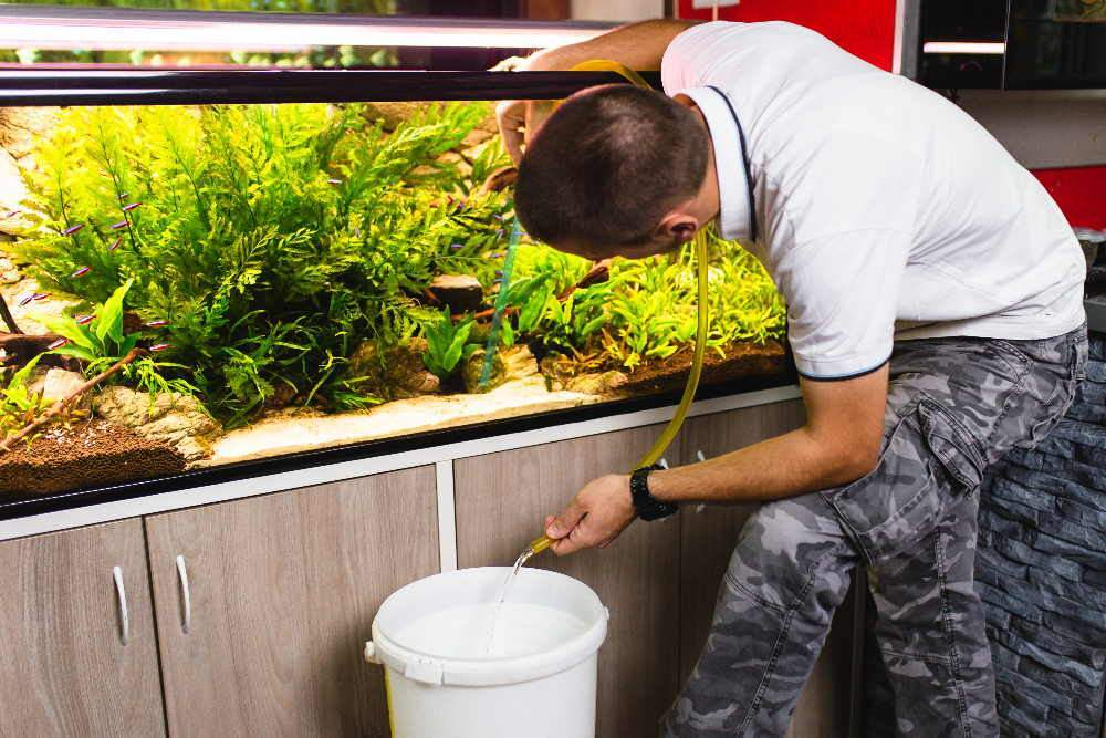 Aquarium tank cleaning service in Bangalore