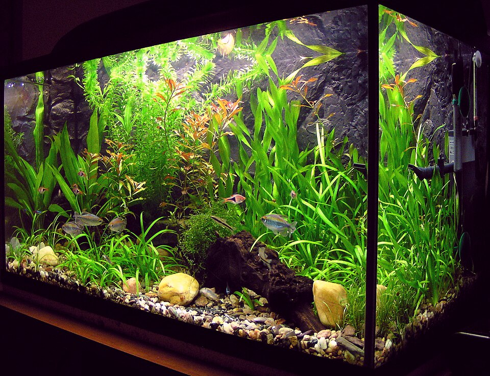 Common aquarium mistakes and how to avoid them
