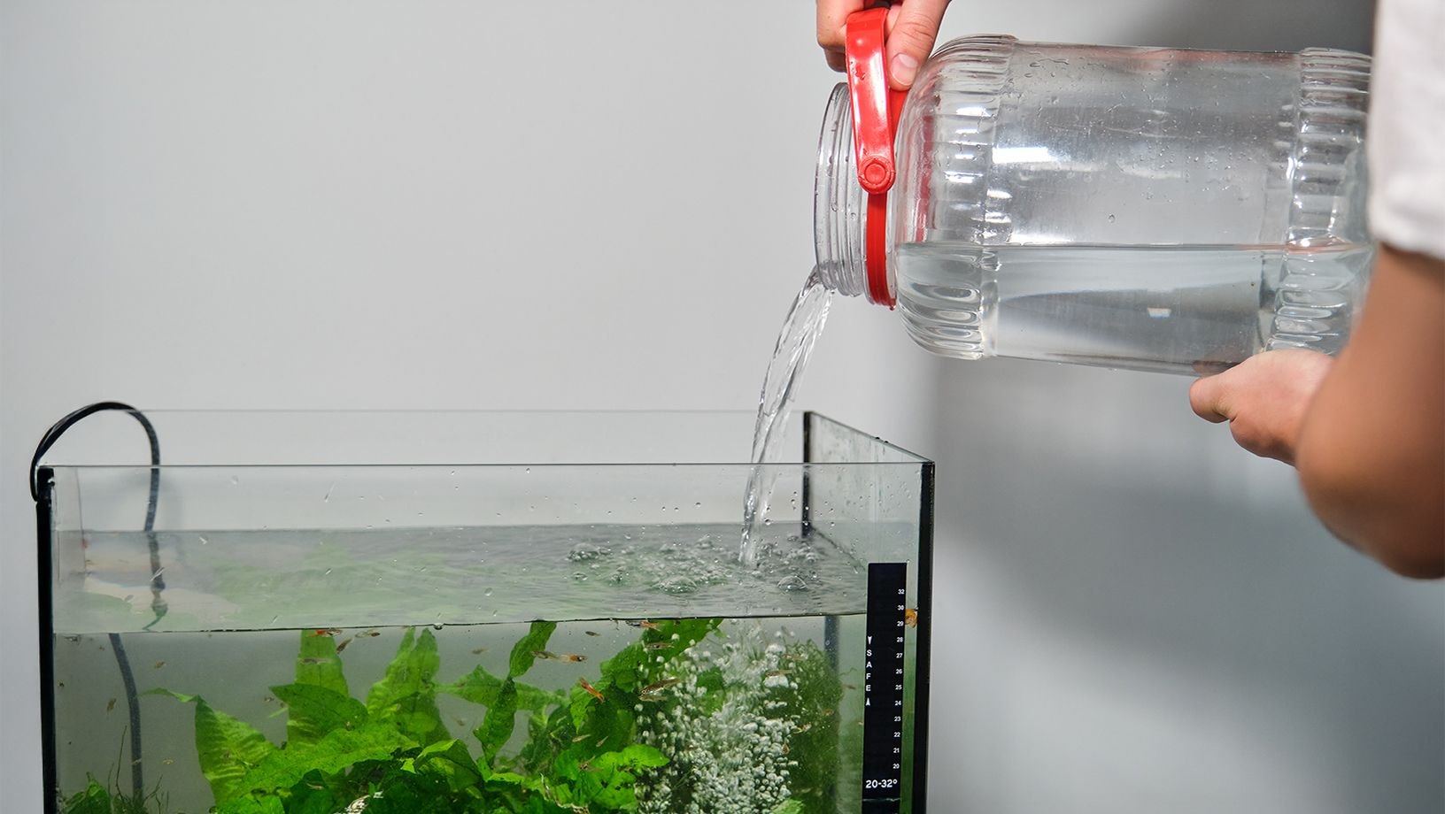 Aquarium water change cleaning service in Bangalore
